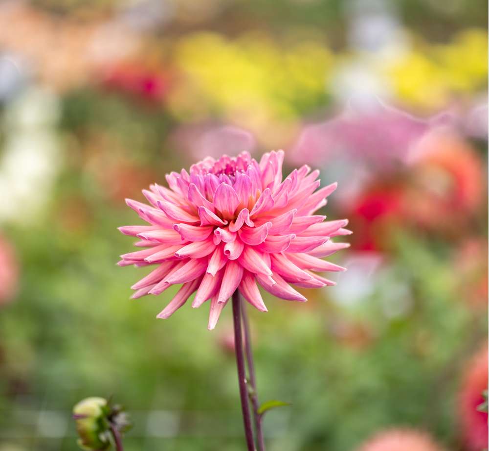 Dahlia 'Madeleine'